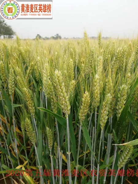 高产稳产超抗倒伏小麦新品种创星26号-2.jpg 高产稳产超抗倒伏小麦新品种创星26号-2.jpg