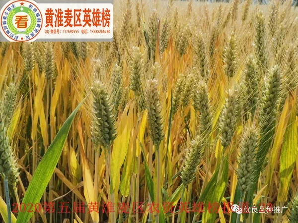 江麦186在安徽省泗洪县的落黄表现--1.jpg 江麦186在安徽省泗洪县的落黄表现--1.jpg