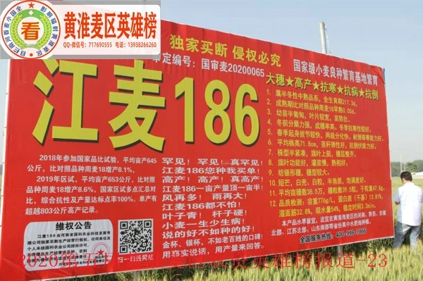 图2-国审江麦919受到黄淮麦区种业界代表踊跃观摩.jpg 图2-国审江麦919受到黄淮麦区种业界代表踊跃观摩.jpg