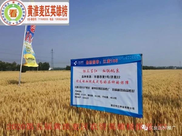 江麦186在安徽省泗洪县的落黄表现--2.jpg 江麦186在安徽省泗洪县的落黄表现--2.jpg