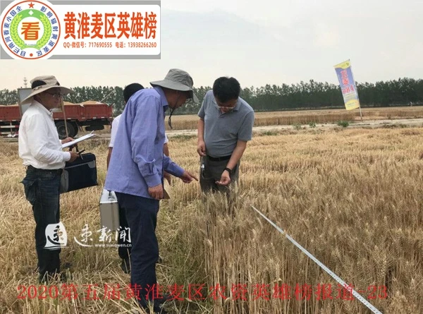 2020年6月5日下午,农业农村部小麦专业指导组组长郭文善验收江麦186.jpg 2020年6月5日下午,农业农村部小麦专业指导组组长郭文善验收江麦186.jpg